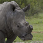 Rhino poaching horn removed